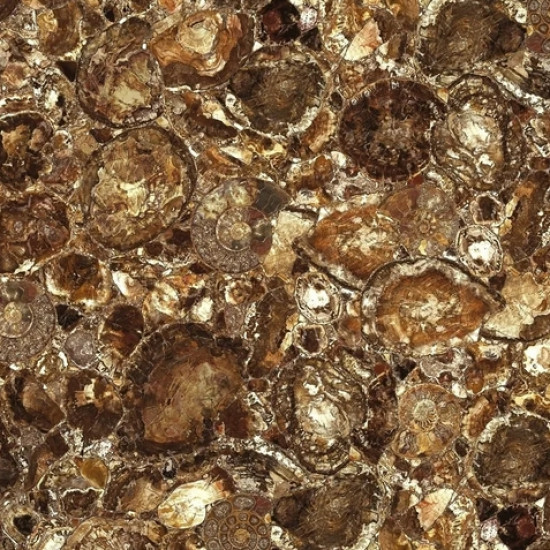 Brown Petrified Wood